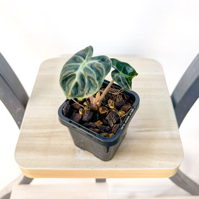 Alocasia Heart Balloon | The Plant Boys