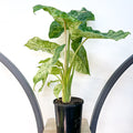 Alocasia Macrorrhizos Splash | The Plant Boys