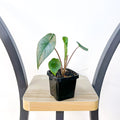 Alocasia Metallic Blue | The Plant Boys