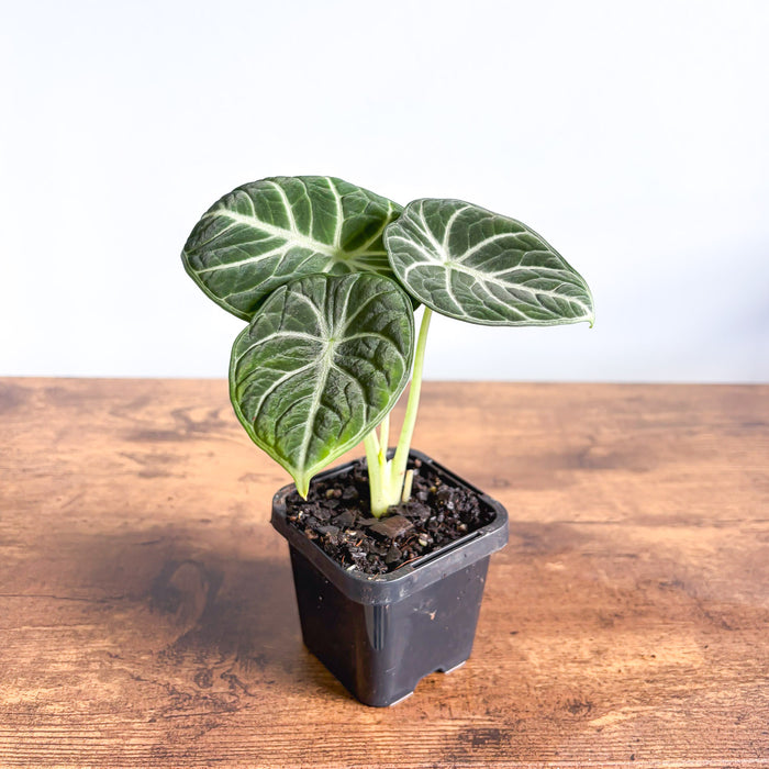 Alocasia Ninja | The Plant Boys