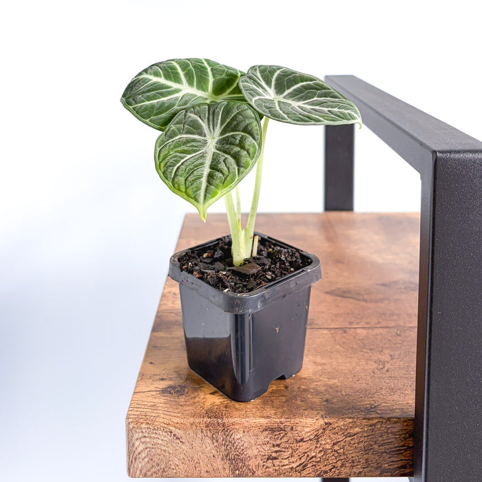 Alocasia Ninja | The Plant Boys