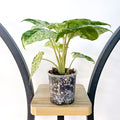 Alocasia Odora Batik | The Plant Boys