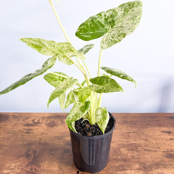 Alocasia Odora Batik | The Plant Boys