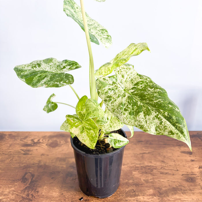 Alocasia Odora Batik | The Plant Boys