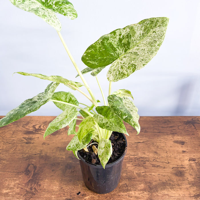 Alocasia Odora Batik | The Plant Boys