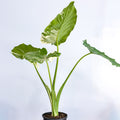 Alocasia Okinawa Silver | The Plant Boys