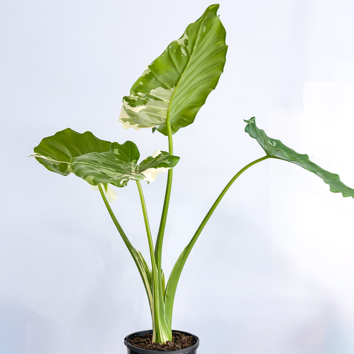 Alocasia Okinawa Silver | The Plant Boys