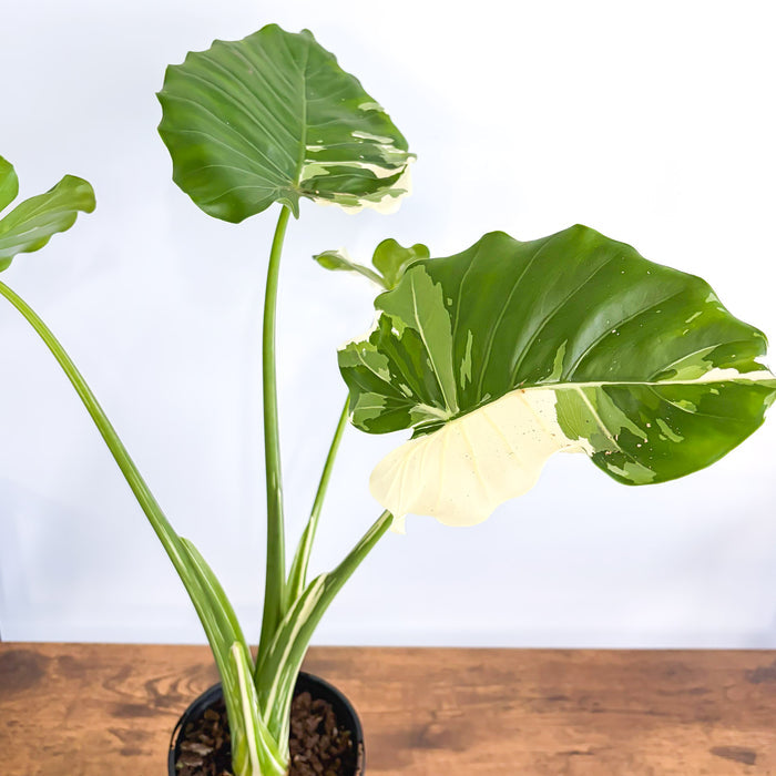 Alocasia Okinawa Silver | The Plant Boys