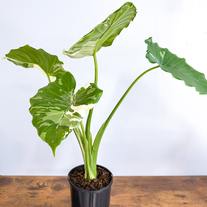 Alocasia Okinawa Silver | The Plant Boys