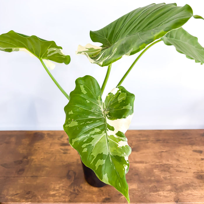 Alocasia Okinawa Silver | The Plant Boys