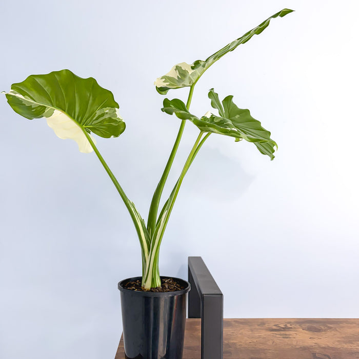 Alocasia Okinawa Silver | The Plant Boys