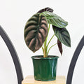 Alocasia Red Secret | The Plant Boys