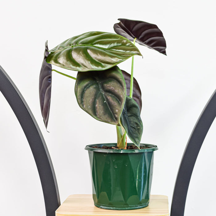 Alocasia Red Secret | The Plant Boys