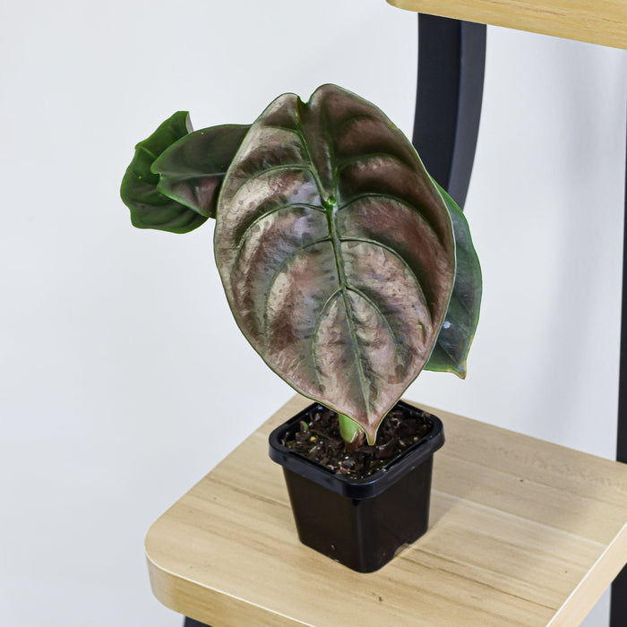 Alocasia Red Secret | The Plant Boys