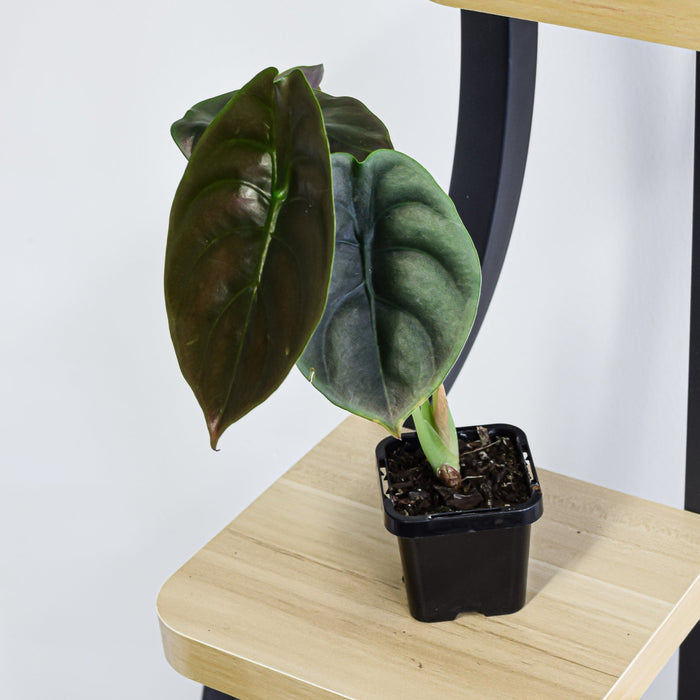 Alocasia Red Secret | The Plant Boys