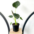 Alocasia Regal Shield | The Plant Boys