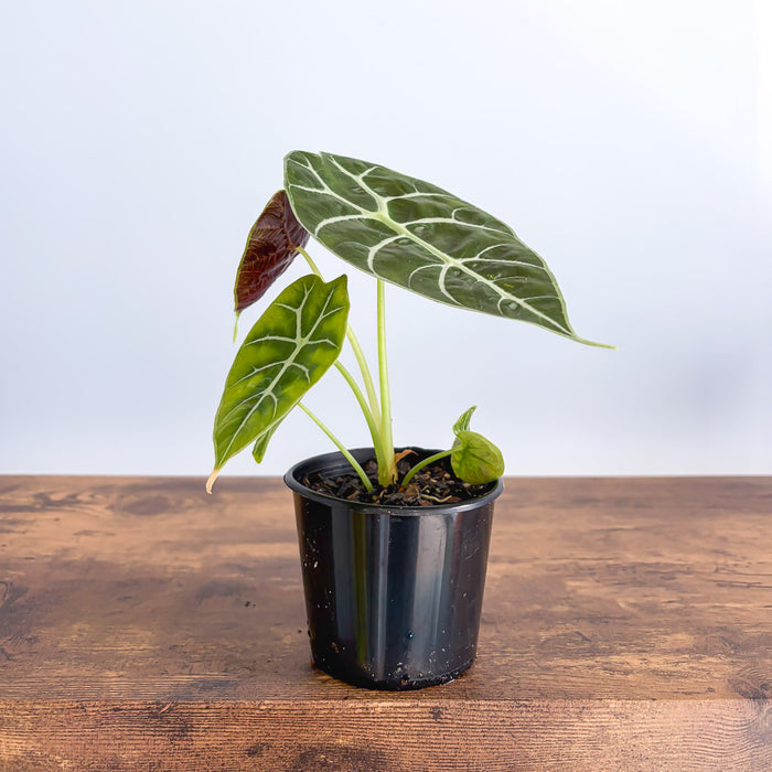 Alocasia Watsoniana Mirror Pixie | The Plant Boys