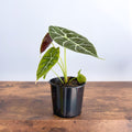 Alocasia Watsoniana Mirror Pixie | The Plant Boys