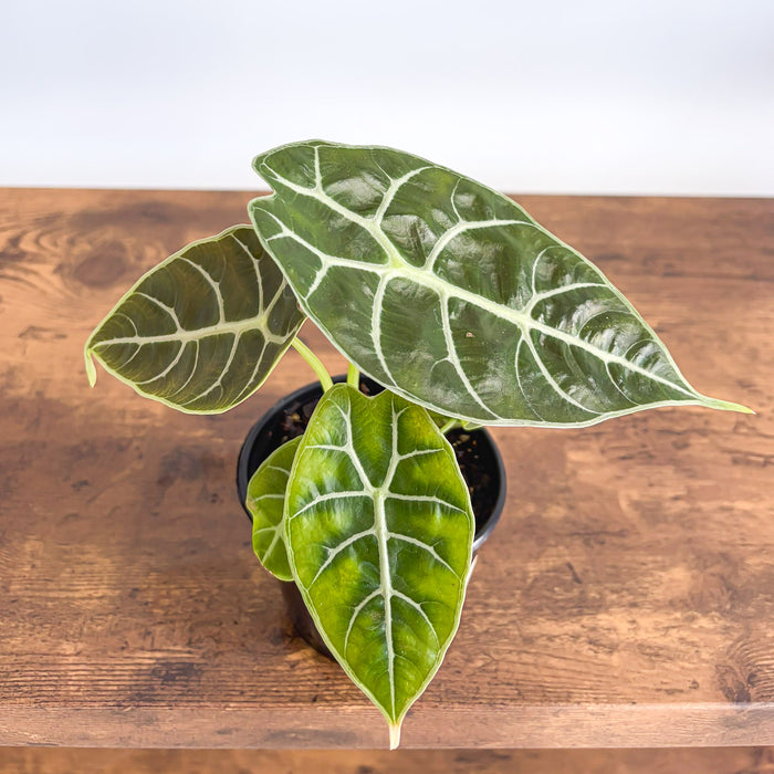 Alocasia Watsoniana Mirror Pixie | The Plant Boys