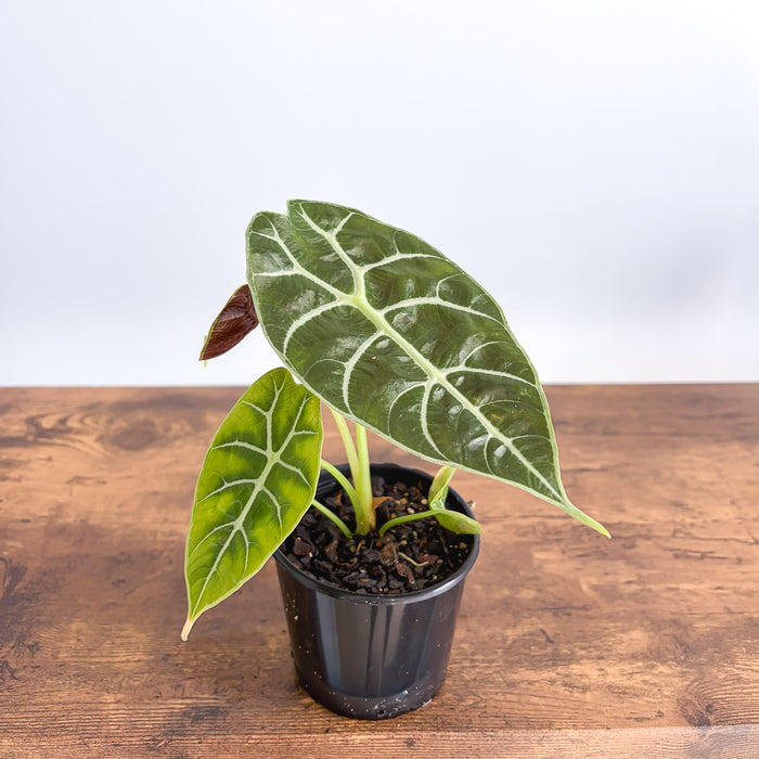 Alocasia Watsoniana Mirror Pixie | The Plant Boys