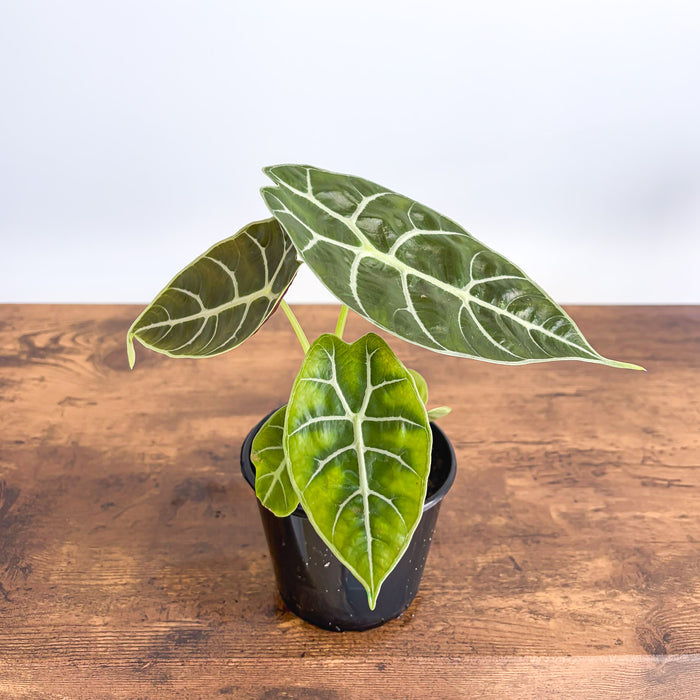 Alocasia Watsoniana Mirror Pixie | The Plant Boys