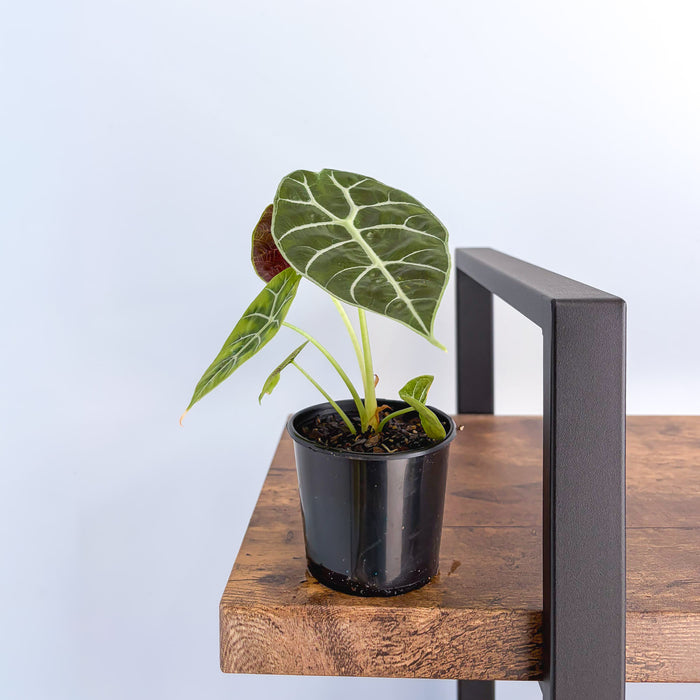 Alocasia Watsoniana Mirror Pixie | The Plant Boys