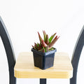 Aloe Black Gem