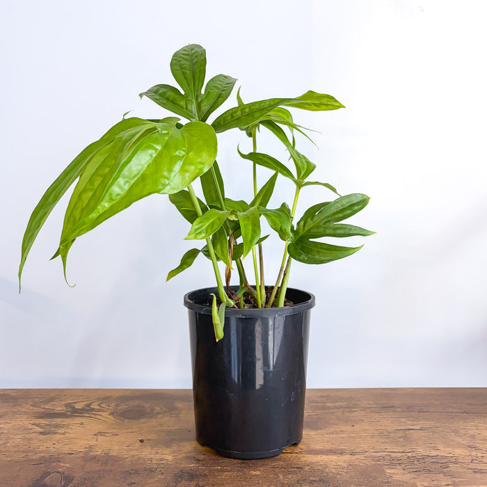 Amydrium Medium | The Plant Boys