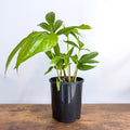 Amydrium Medium | The Plant Boys