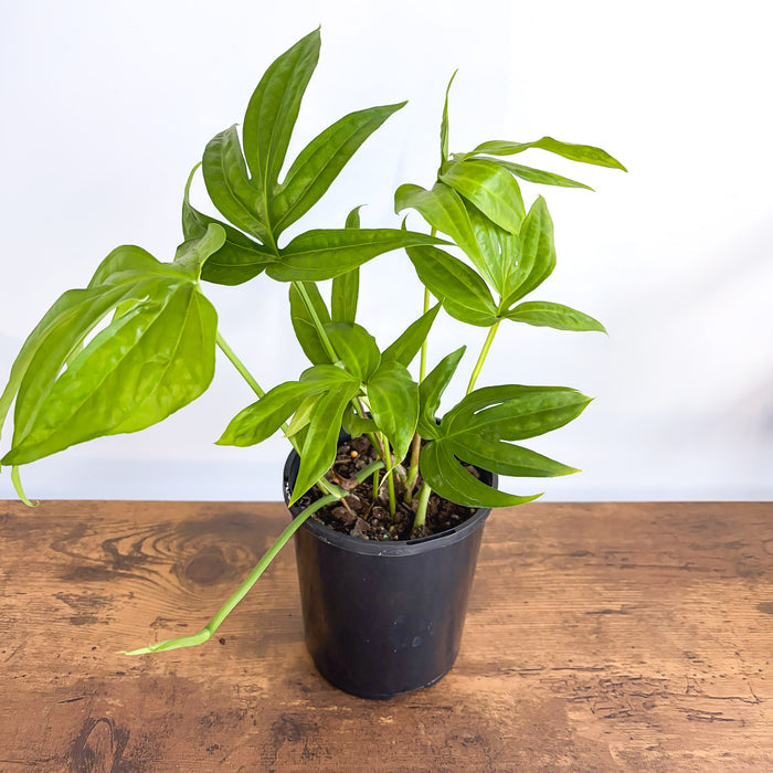Amydrium Medium | The Plant Boys