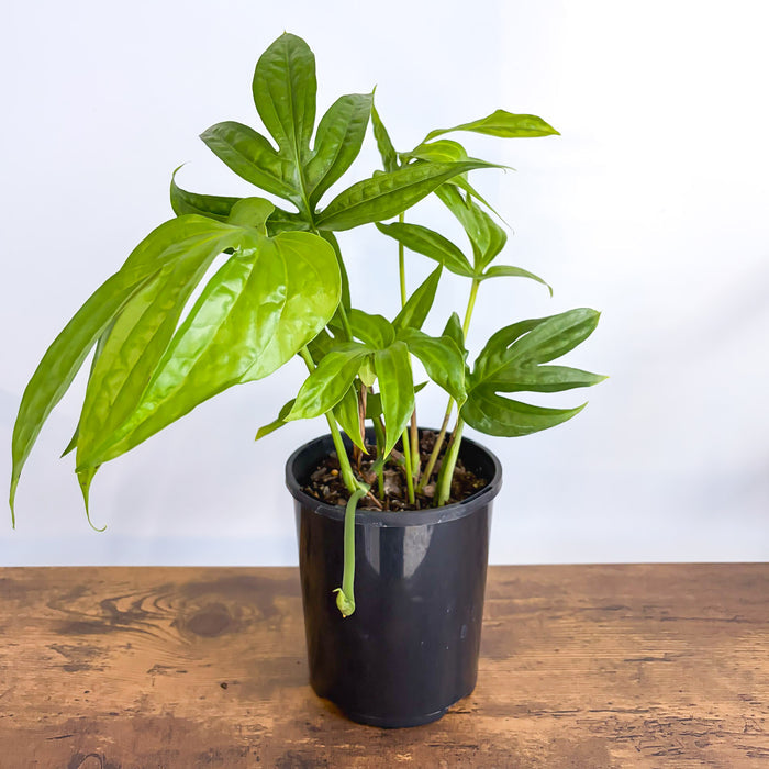 Amydrium Medium | The Plant Boys