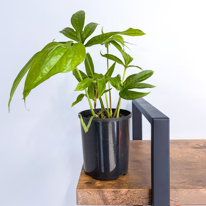 Amydrium Medium | The Plant Boys