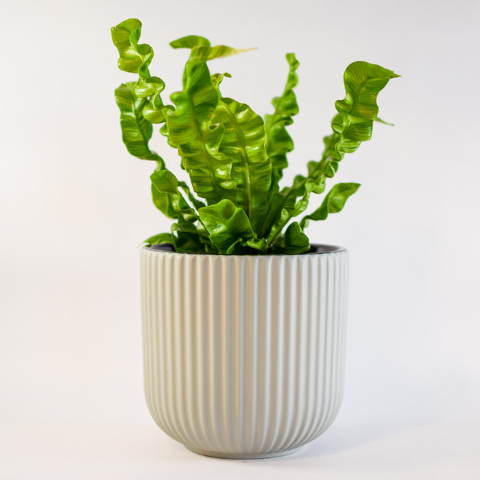Annix Pot | The Plant Boys