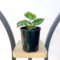 Anthurium Dorayaki | The Plant Boys