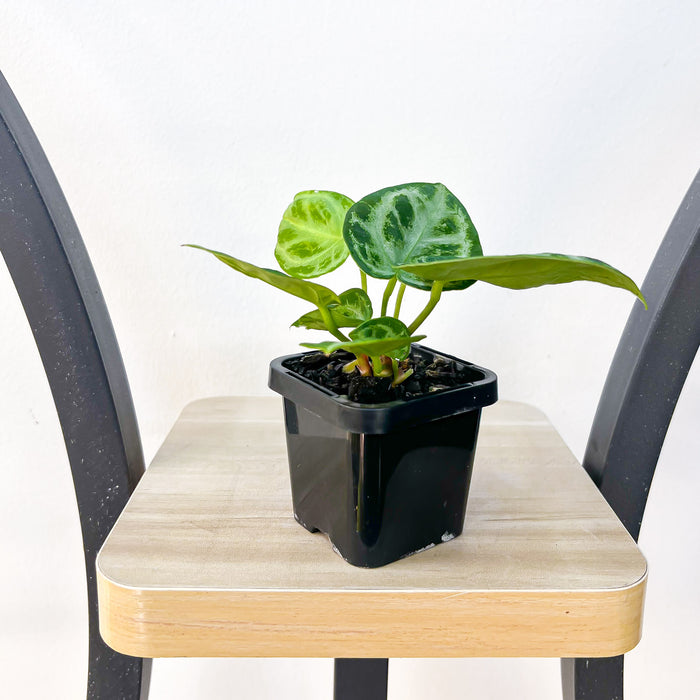 Anthurium Dorayaki | The Plant Boys