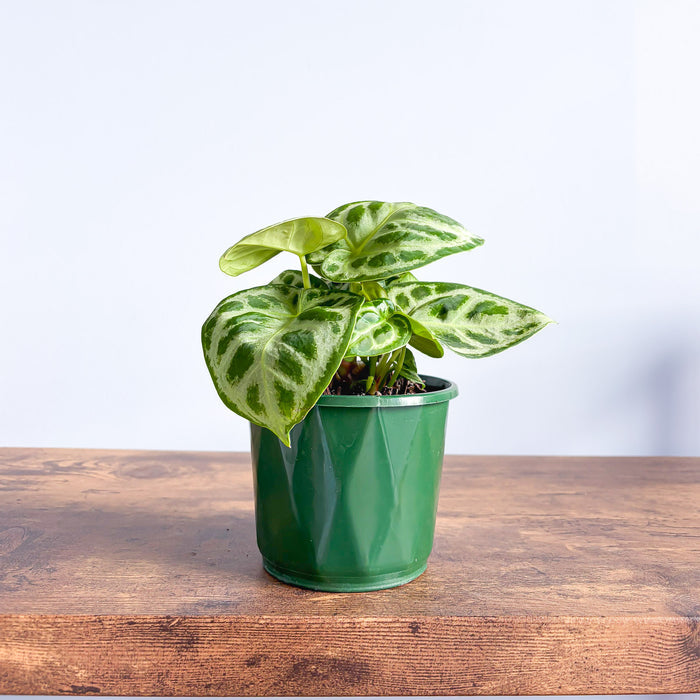 Anthurium Dorayaki | The Plant Boys