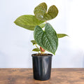 Anthurium Luxurians | The Plant Boys
