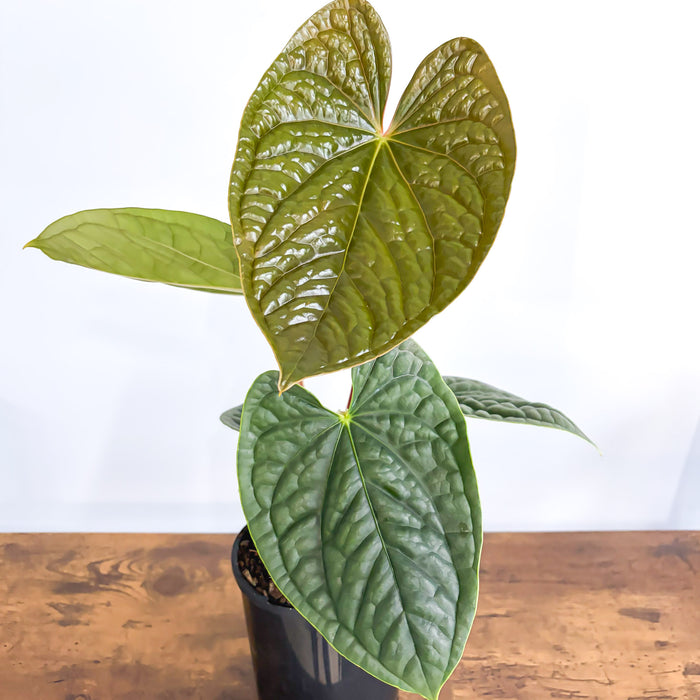 Anthurium Luxurians | The Plant Boys