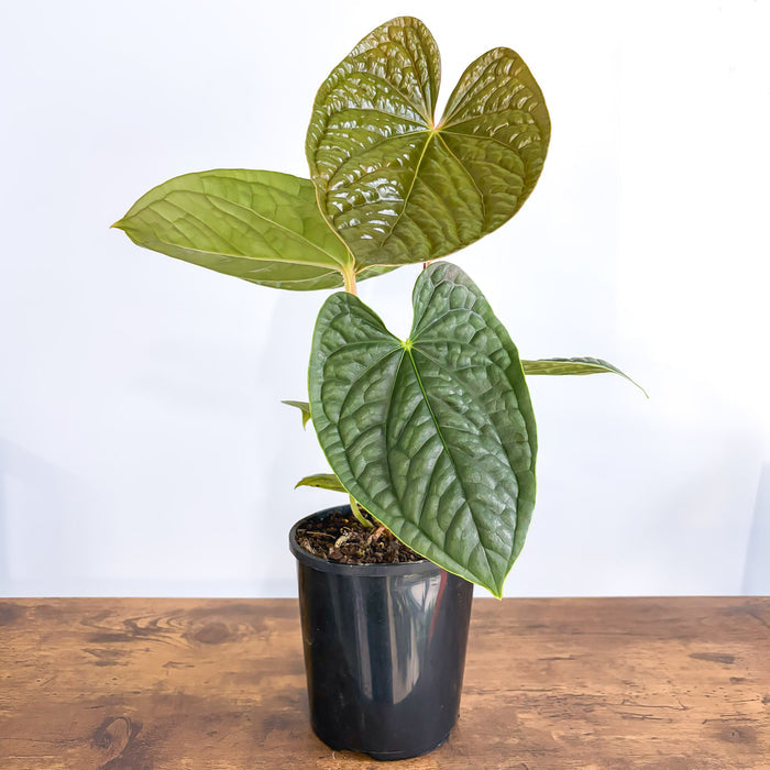 Anthurium Luxurians | The Plant Boys