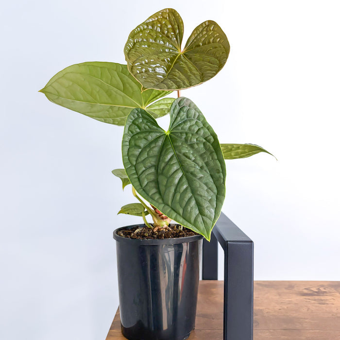 Anthurium Luxurians | The Plant Boys