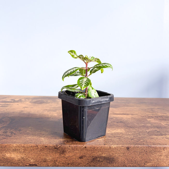 Aphelandra Snow White Zebra Plant | The Plant Boys