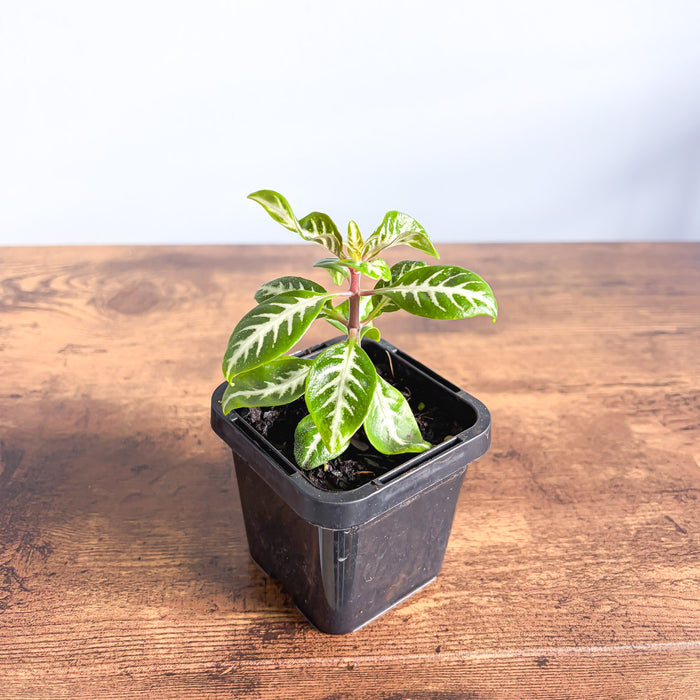 Aphelandra Snow White Zebra Plant | The Plant Boys