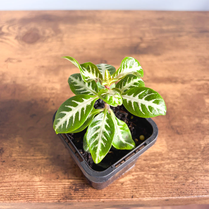 Aphelandra Snow White Zebra Plant | The Plant Boys