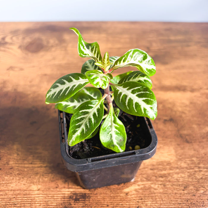 Aphelandra Snow White Zebra Plant | The Plant Boys