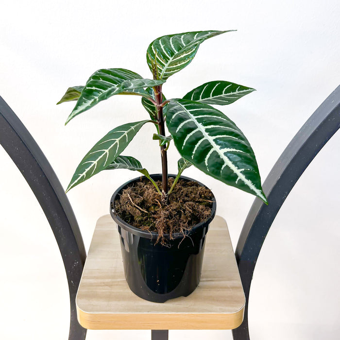 Aphelandra Zebra Plant | The Plant Boys