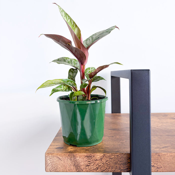 Apoballis Red Sword | The Plant Boys