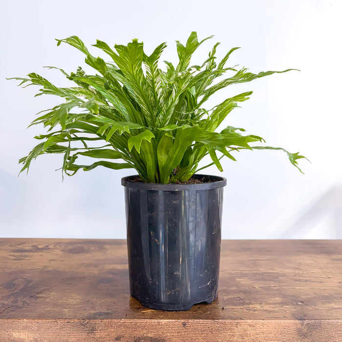 Asplenium Bird's Nest Variegated Fern | The Plant Boys