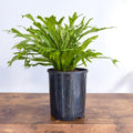 Asplenium Bird's Nest Variegated Fern | The Plant Boys