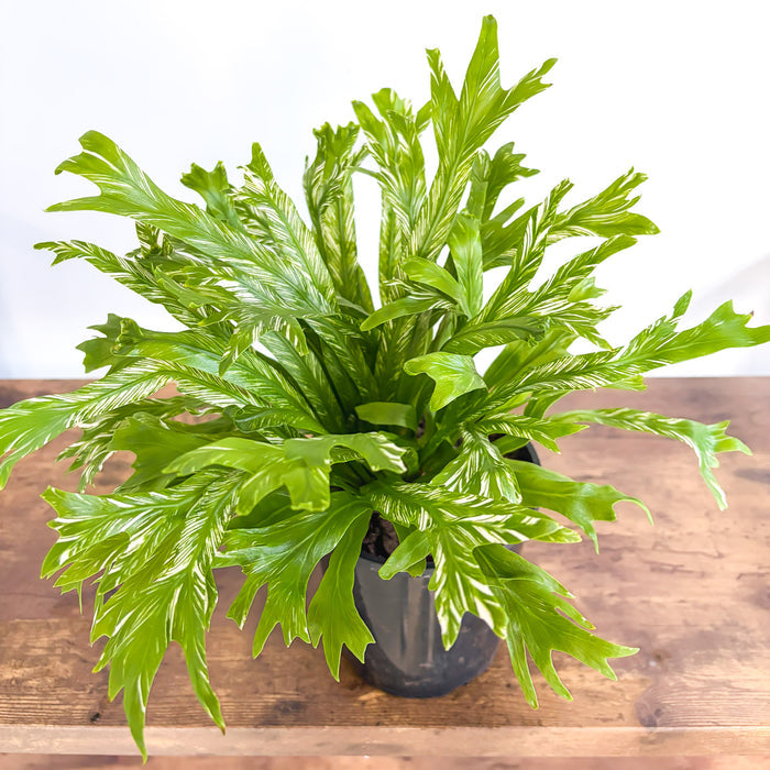 Asplenium Bird's Nest Variegated Fern | The Plant Boys