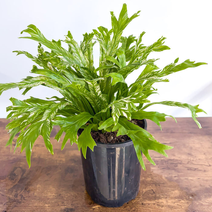 Asplenium Bird's Nest Variegated Fern | The Plant Boys